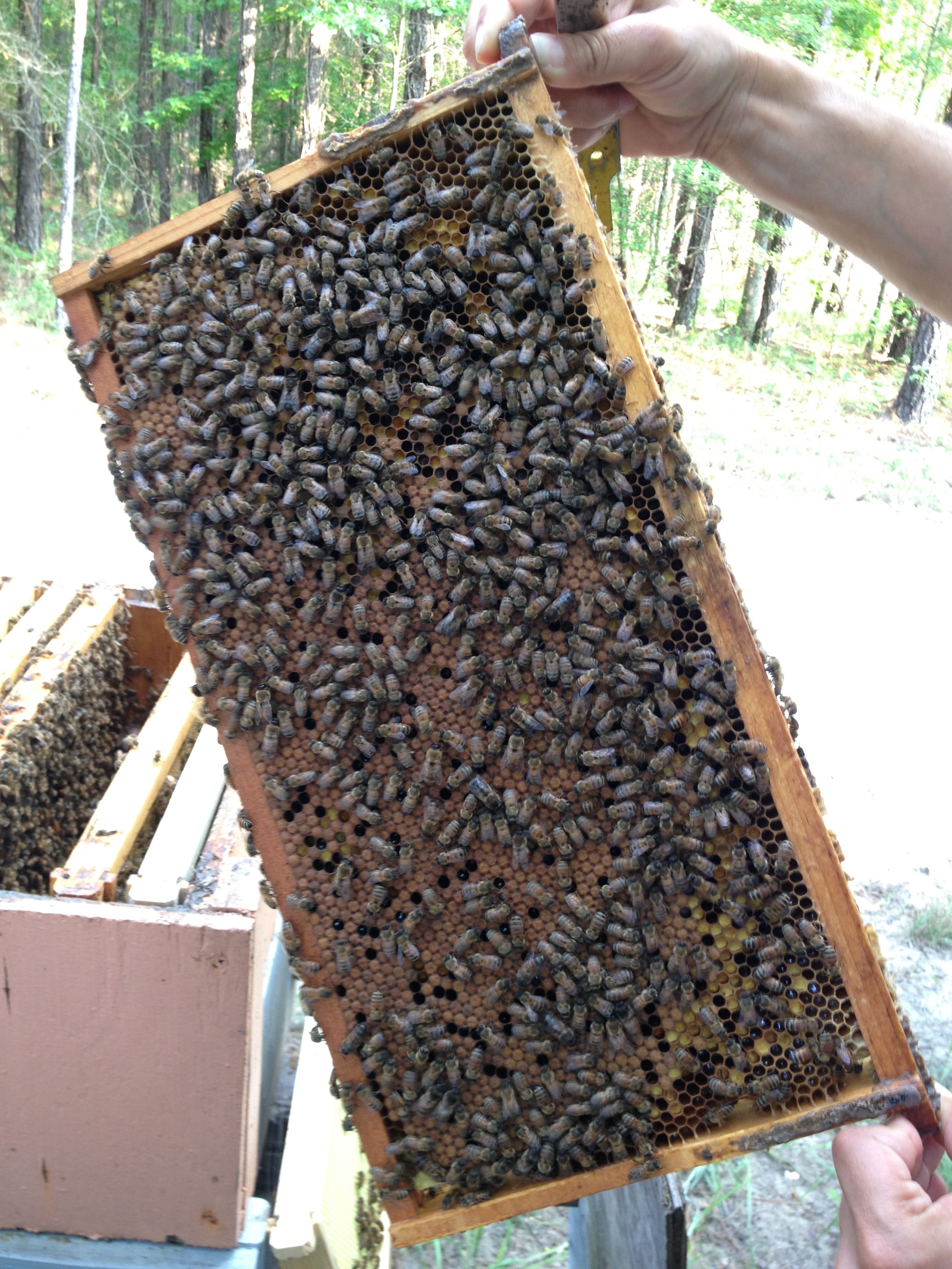 Hive Inspection frame – Bee Removal Services