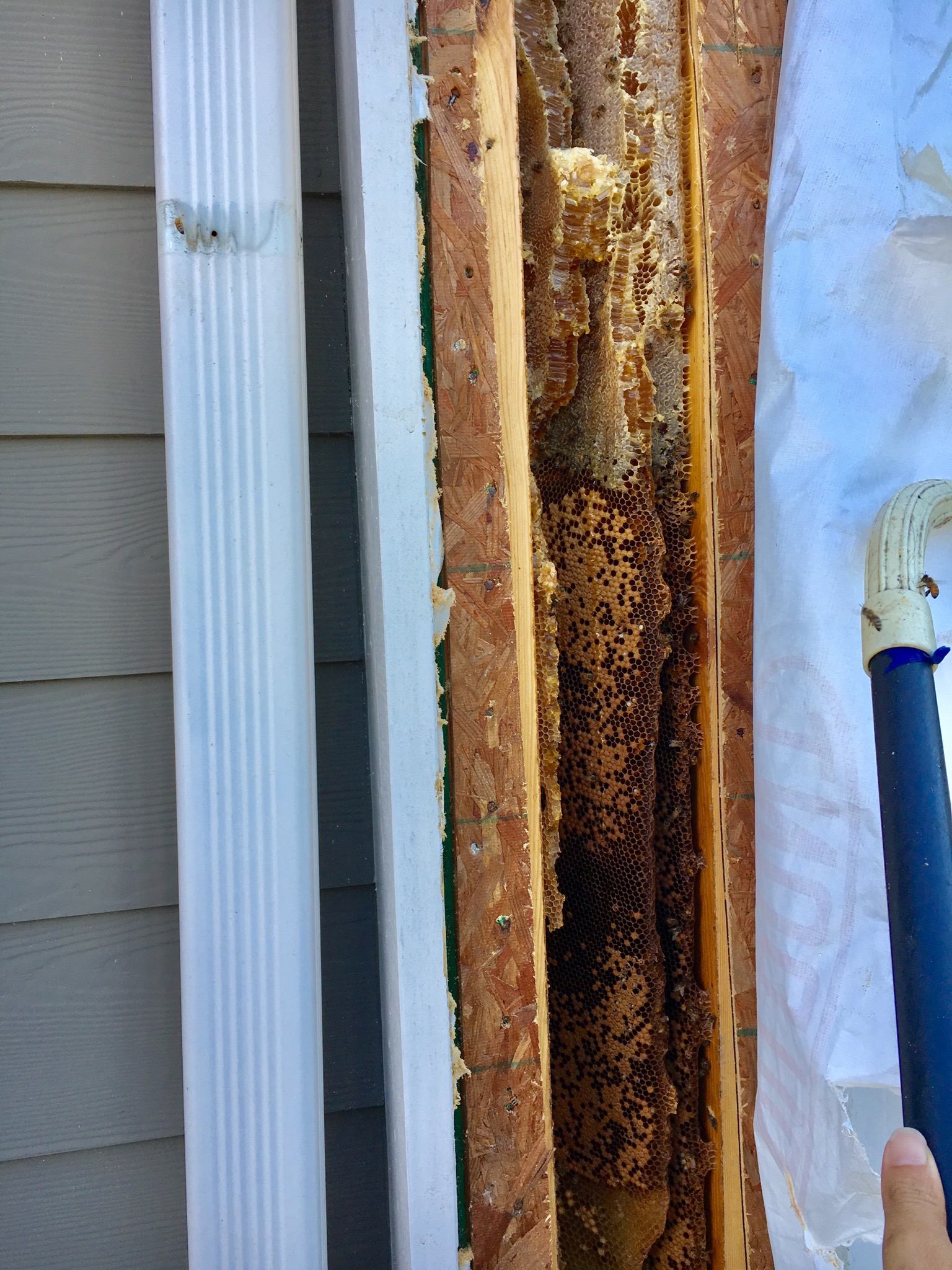 Column Bee Pooler, GA – column – Bee Removal Services