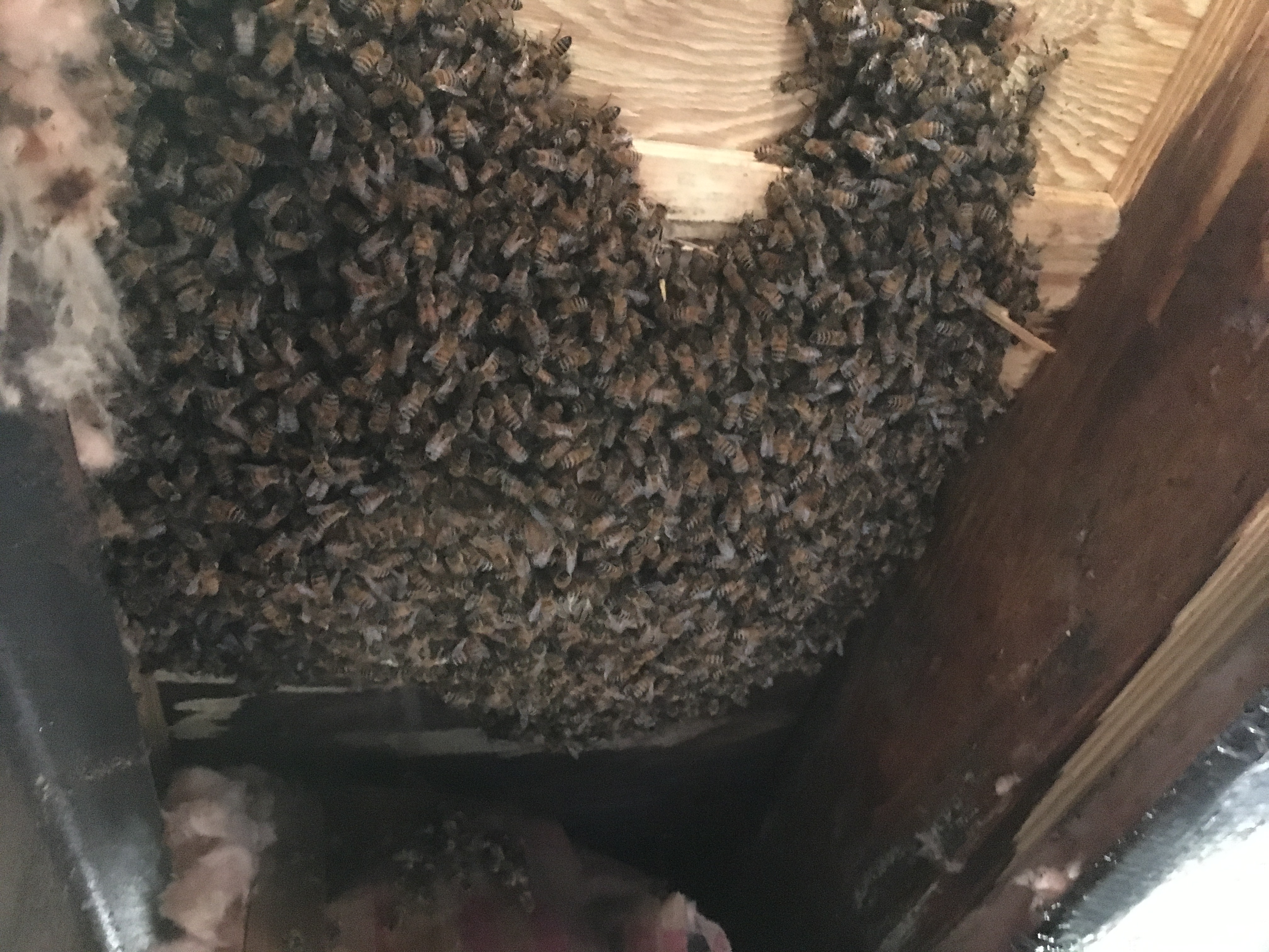 Bees covering comb – Bee Removal Services