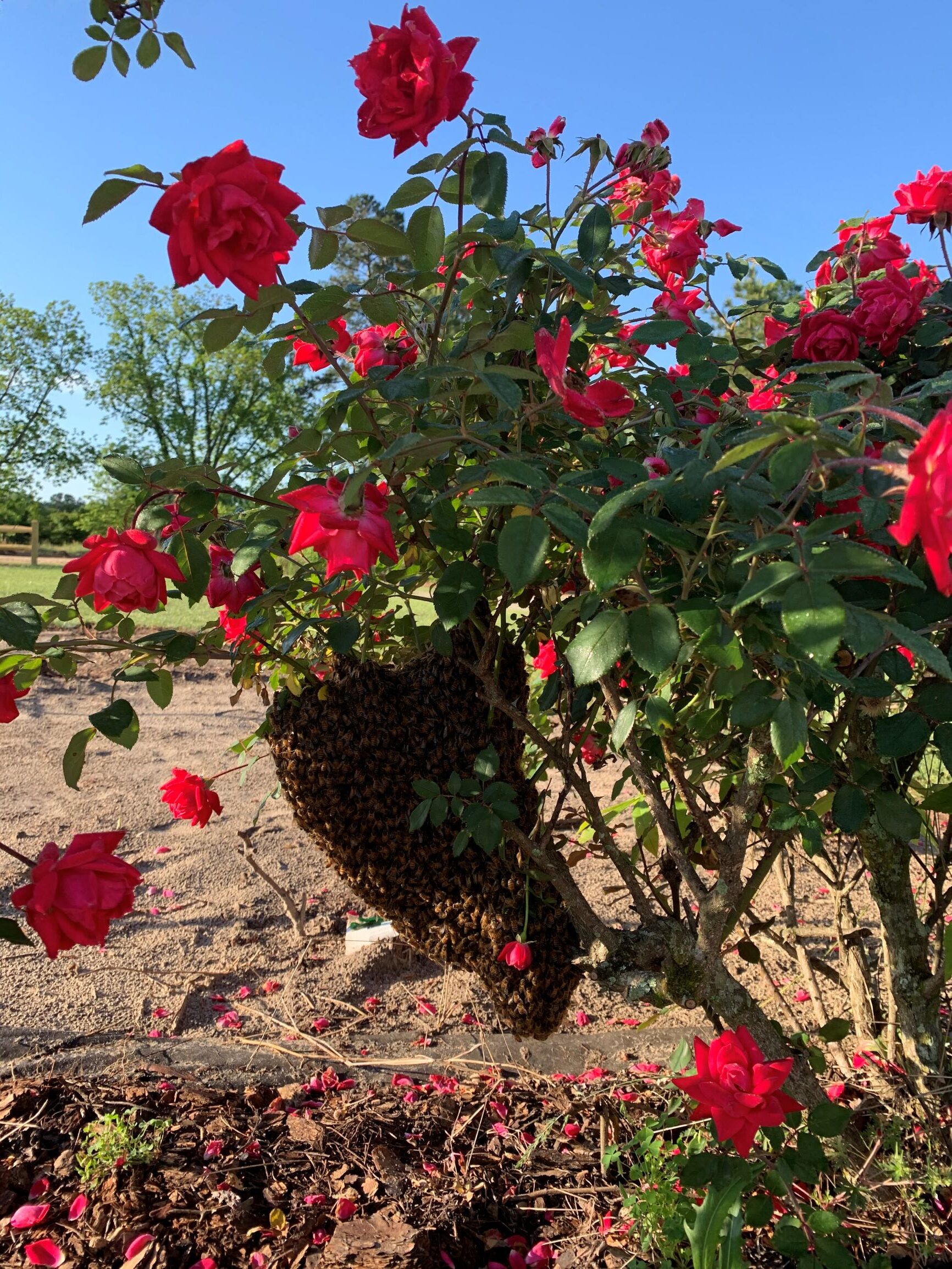 swarm-on-rose-bush-bee-removal-services